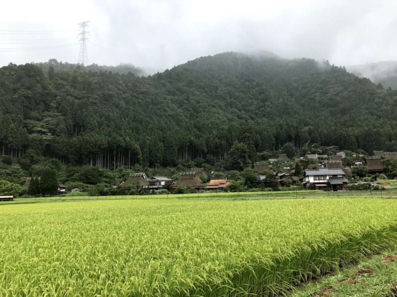 収穫前の稲とかやぶきの里