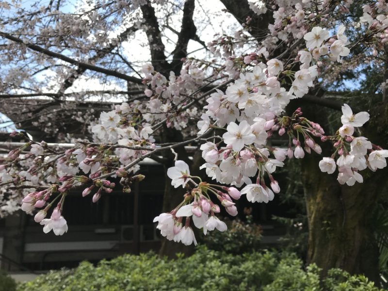 4月から小学生！