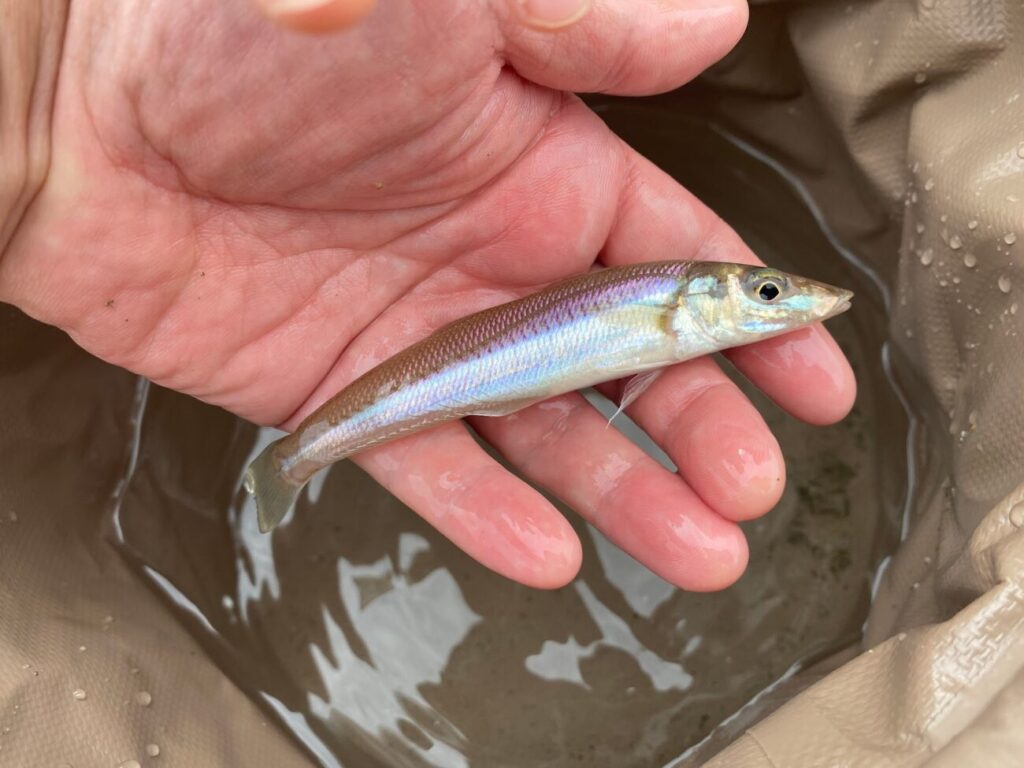 キスが結構釣れました