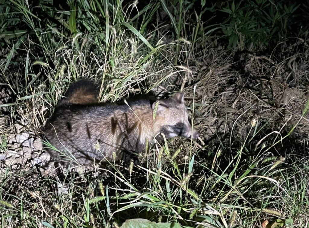 タヌキと猫が出没